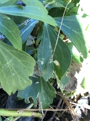 Volutella pachysandrae