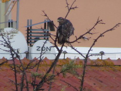 Buteo buteo