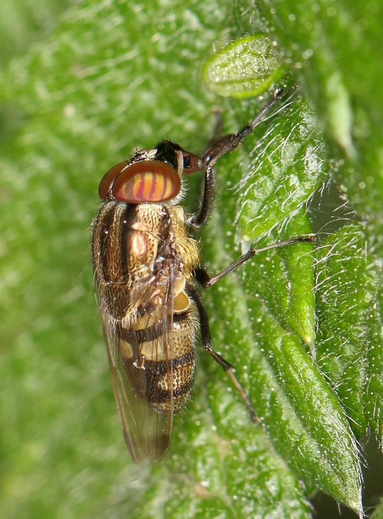 Stomorhina cribrata