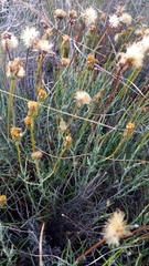 Heterolepis peduncularis