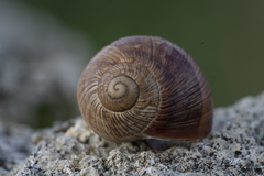 Helix nucula