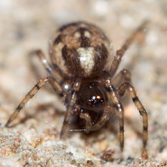 Enoplognatha mandibularis