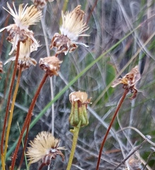 Heterolepis peduncularis