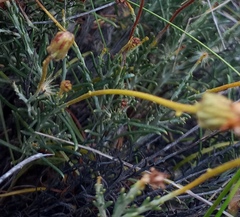 Heterolepis peduncularis