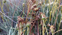 Heterolepis peduncularis