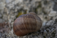 Helix nucula