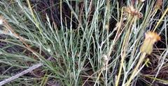 Heterolepis peduncularis