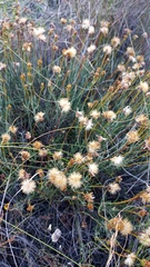 Heterolepis peduncularis