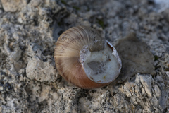 Helix nucula