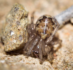 Enoplognatha mandibularis