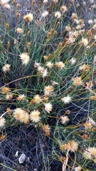 Heterolepis peduncularis