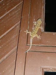 Gekko monarchus