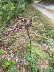 Carphephorus odoratissimus