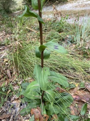 Carphephorus odoratissimus