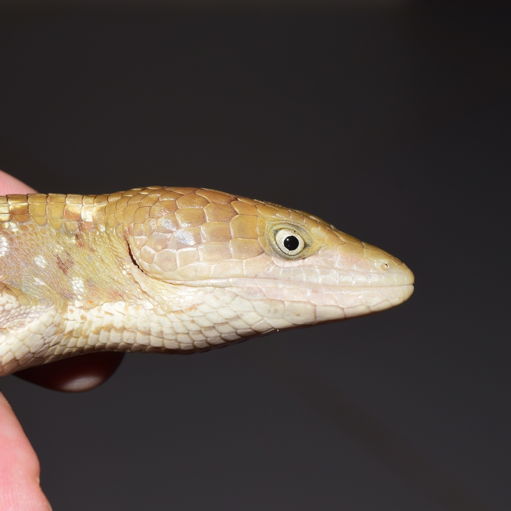 West Mexican Alligator Lizard