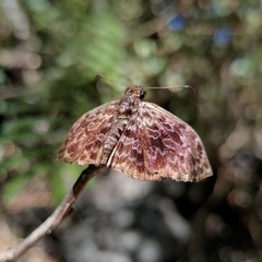 Cycloglypha thrasibulus thrasibulus