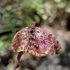 Cycloglypha thrasibulus thrasibulus