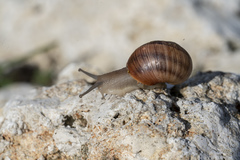 Helix nucula