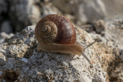 Helix nucula