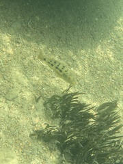 Fossorochromis rostratus