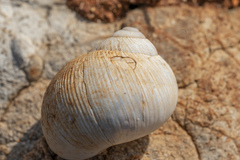 Helix nucula