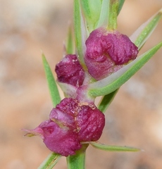 Dasineura asperulae