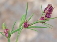 Dasineura asperulae