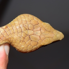 Gerrhonotus liocephalus