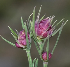Dasineura asperulae