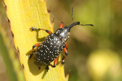 Heilipodus erythropus