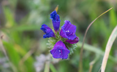Echium sabulicola