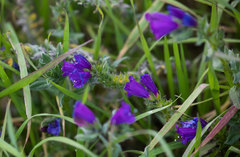 Echium sabulicola