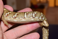 Gerrhonotus liocephalus