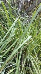 Carex spissa