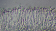 Phlebia rufa