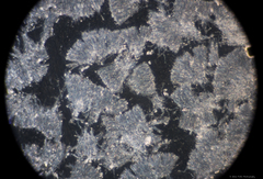Phlebia rufa