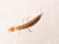 Nebriinae
