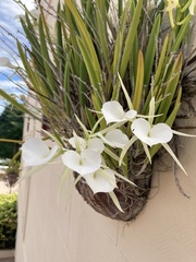Brassavola