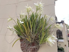 Brassavola