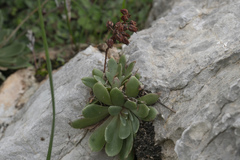 Rosularia serrata