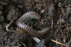 Pachyiulus asiaeminoris