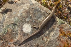 Oligosoma polychroma