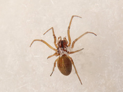 Pachygnatha clercki