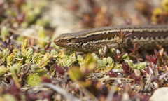 Oligosoma polychroma
