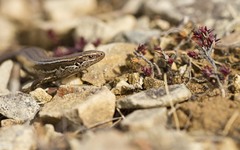 Oligosoma polychroma