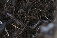 Pachyiulus asiaeminoris