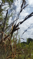 Carex spissa