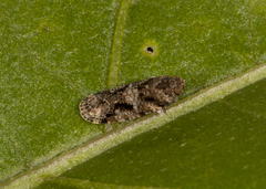Catonia
