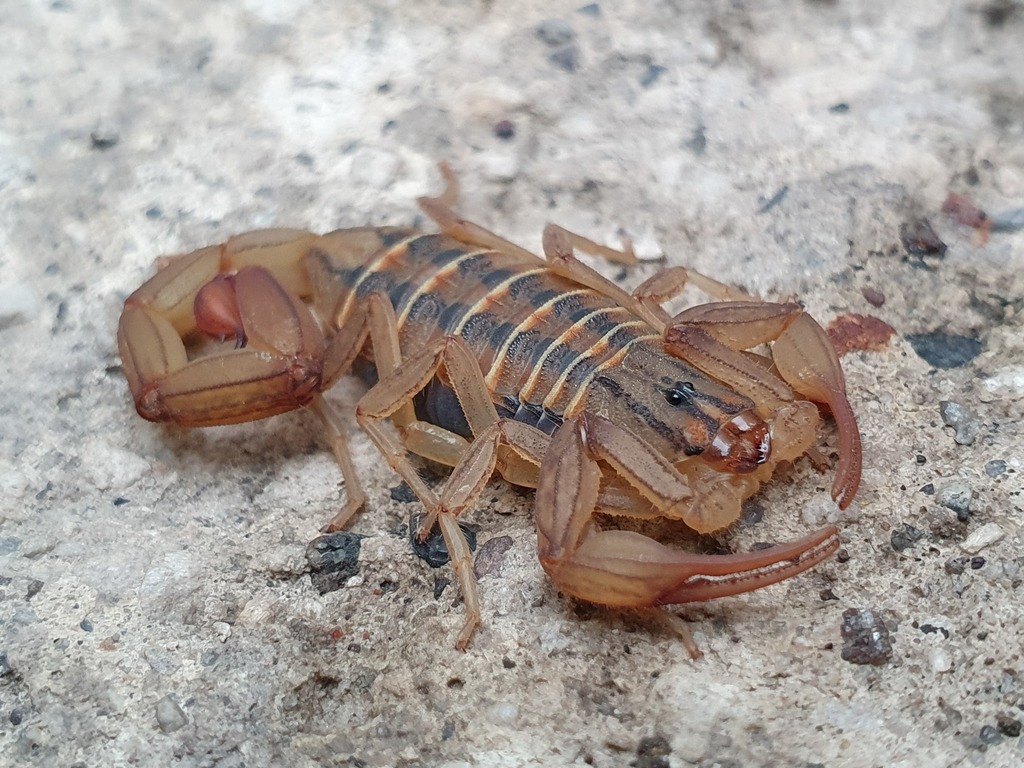 Centruroides mascota