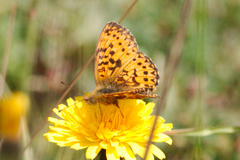 Boloria titania